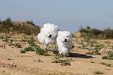 BICHON FRISE 256